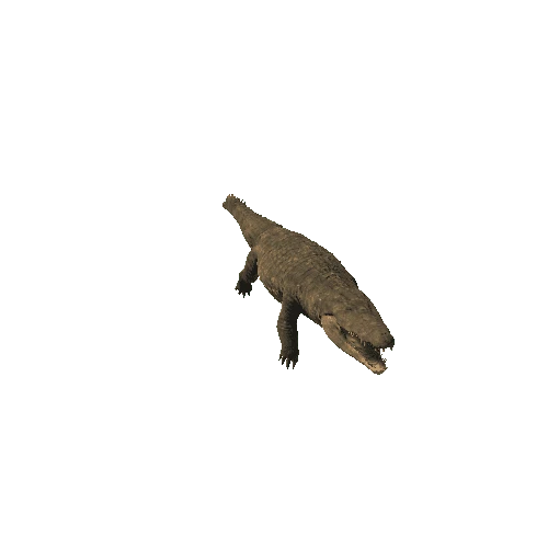 Crocodile Realistic